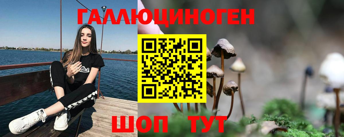 Галлюциногенные грибы Psilocybine cubensis Кизилюрт